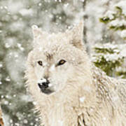 Wolf In Snow Art Print