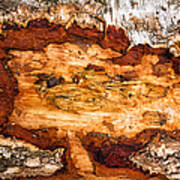 Wood Closeup - Tree Trunk Art Print
