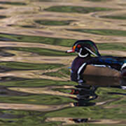 Wood Duck 4 Art Print