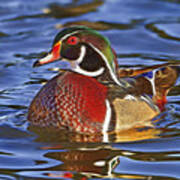 Wood Duck Art Print