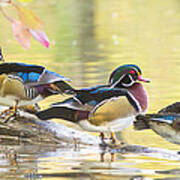 Wood-ducks Panorama Art Print