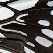 Wood Nymph Butterfly Wing Markings Art Print