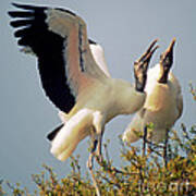 Wood Stork Courtship Display Art Print