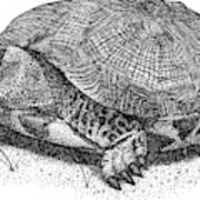 Wood Turtle Art Print