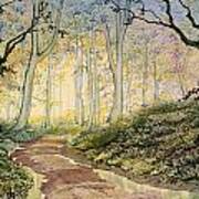 Woodland Trail At Sledmere Art Print
