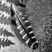 Woodpecker Feather Art Print