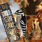 Woodpecker On Suet Iii Art Print