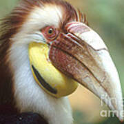 Wreathed Hornbill Art Print