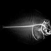 X-ray Of A Flounder Fish Against Black Art Print