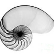 X-ray Of Nautilus Art Print