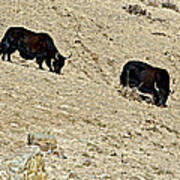 Yaks In Himalayas Along Friendship Highway-tibet Art Print