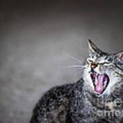 Yawning Cat Art Print