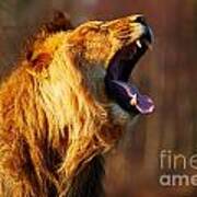 Yawning Lion In A Forest Art Print