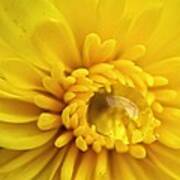 Yello Macro Flower Water Drop Art Print