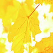 Yellow Autumn Leaves, Close-up Art Print