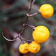 Yellow Berries From The Early Winter Prairie Series Art Print