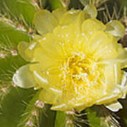 Yellow Cactus Flower Art Print