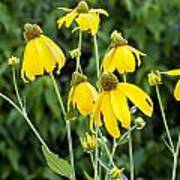 Yellow Cone Flowers Rudbeckia Art Print