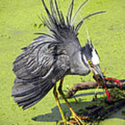 Yellow-crowned Night-heron With Crawfish Art Print