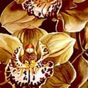 Yellow Cymbidium Orchid Art Print