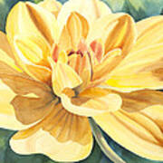Yellow Dahlia Art Print