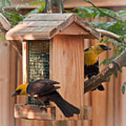 Yellow-headed Blackbirds At The Feeder Art Print