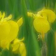 Yellow Iris Double Art Print