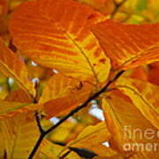 Yellow Leaves 4 Art Print