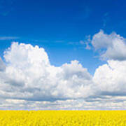 Yellow Mustard Fields Under A Deep Blue Sky Art Print