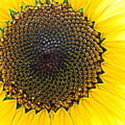 Sunny And Bright Sunflower Art Print