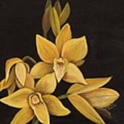 Yellow Orchid Art Print