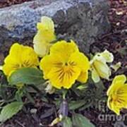 Yellow Pansies Art Print