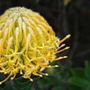 Yellow Pincushion Protea 1 Art Print