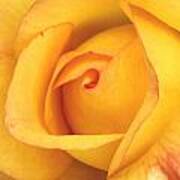 Yellow Rose Droplet Art Print