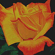 Yellow Rose Art Print