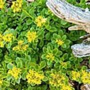 Yellow Sedum Ala Drift Art Print