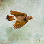 Yellow-shafted Northern Flicker In Flight Art Print