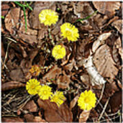 Yellow Spring Flowers And Old Brown Leaves Art Print