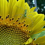 Yellow Sunflower With Green Spider Art Print