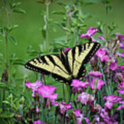 Yellow Swallowtail Amidst The Sweet William Art Print
