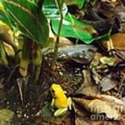 Yellow Tree Frog Art Print