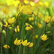 Yellow Tulips In Garden Art Print