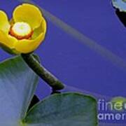 Yellow Water Lily Art Print