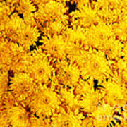 Yellow Waterford Mums Art Print