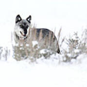 Yellowstone Wolf Art Print