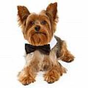 Yorkshire Terrier Dog With Black Tie Art Print