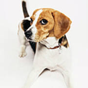 Young Beagle In The Studio Art Print