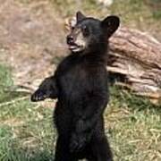 Young Black Bear Cub Standing Upright Art Print