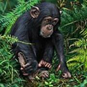 Young Chimpanzee With Tool Art Print