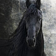 Young Frisian Stallion Art Print